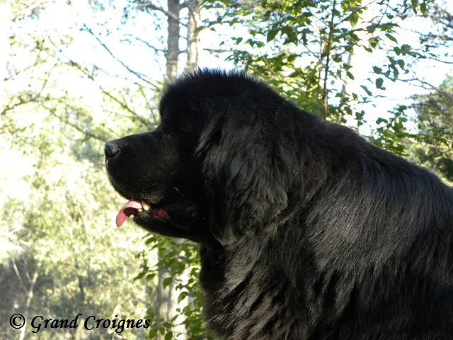 Publication : Du Domaine du Grand Croignes Auteur : A. Rouget