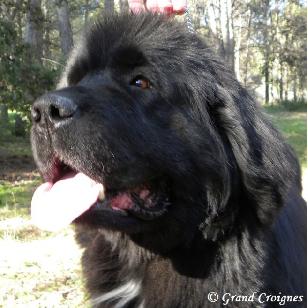 Publication : Du Domaine du Grand Croignes Auteur : A. Rouget