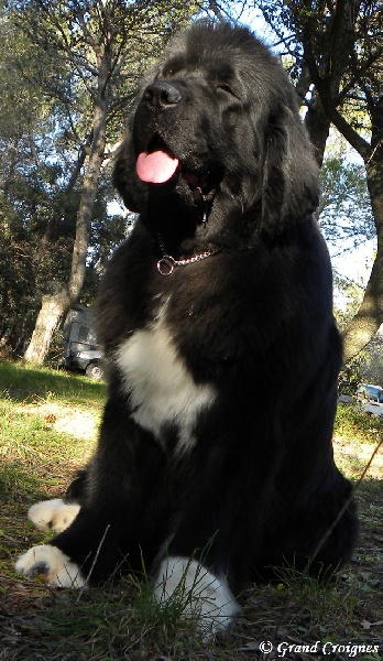 Publication : Du Domaine du Grand Croignes Auteur : A. Rouget