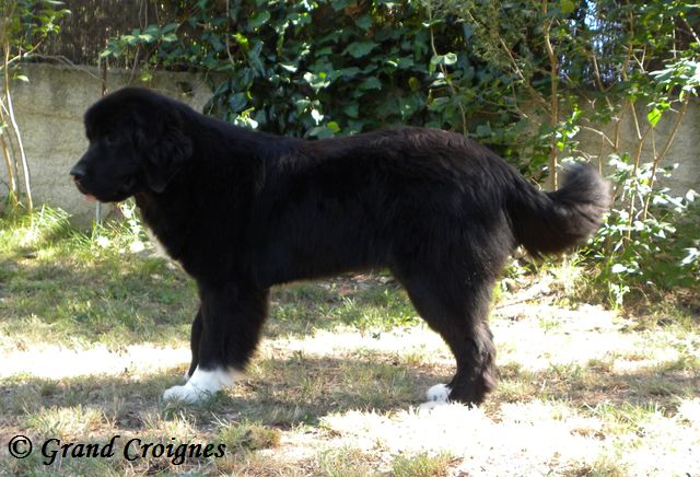 Publication : Du Domaine du Grand Croignes Auteur : A. Rouget