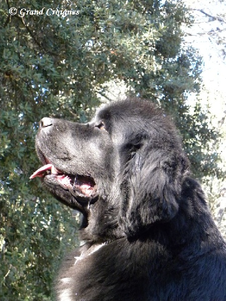 Publication : Du Domaine du Grand Croignes Auteur : A. Rouget