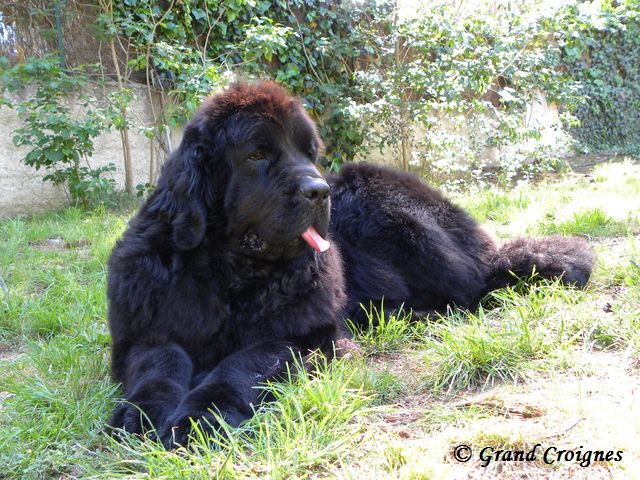 Diamenteka skipper's du Pays de Brocéliande