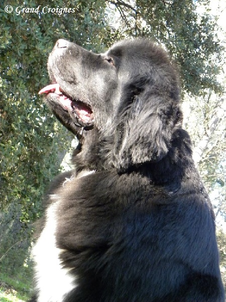 Publication : Du Domaine du Grand Croignes Auteur : A. Rouget