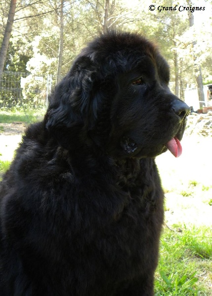 Diamenteka skipper's du Pays de Brocéliande