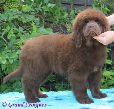 Les chiots de Terre-neuve