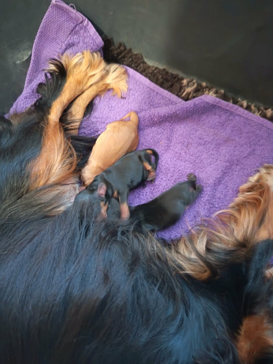 Cavalier King Charles Spaniel - De la source des mayans