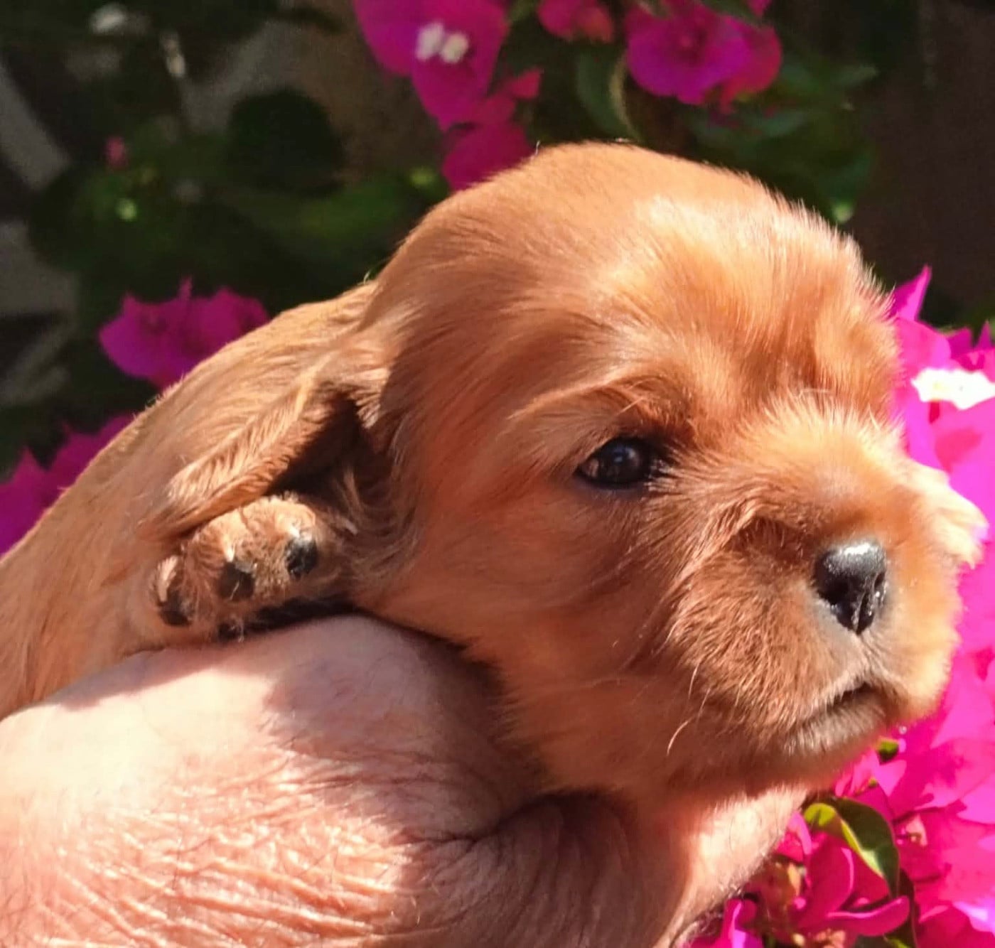 CHIOT 1 ruby