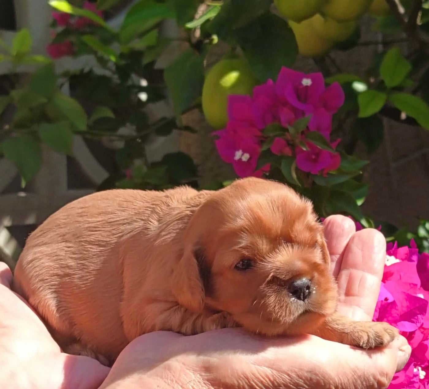 CHIOT 1 ruby