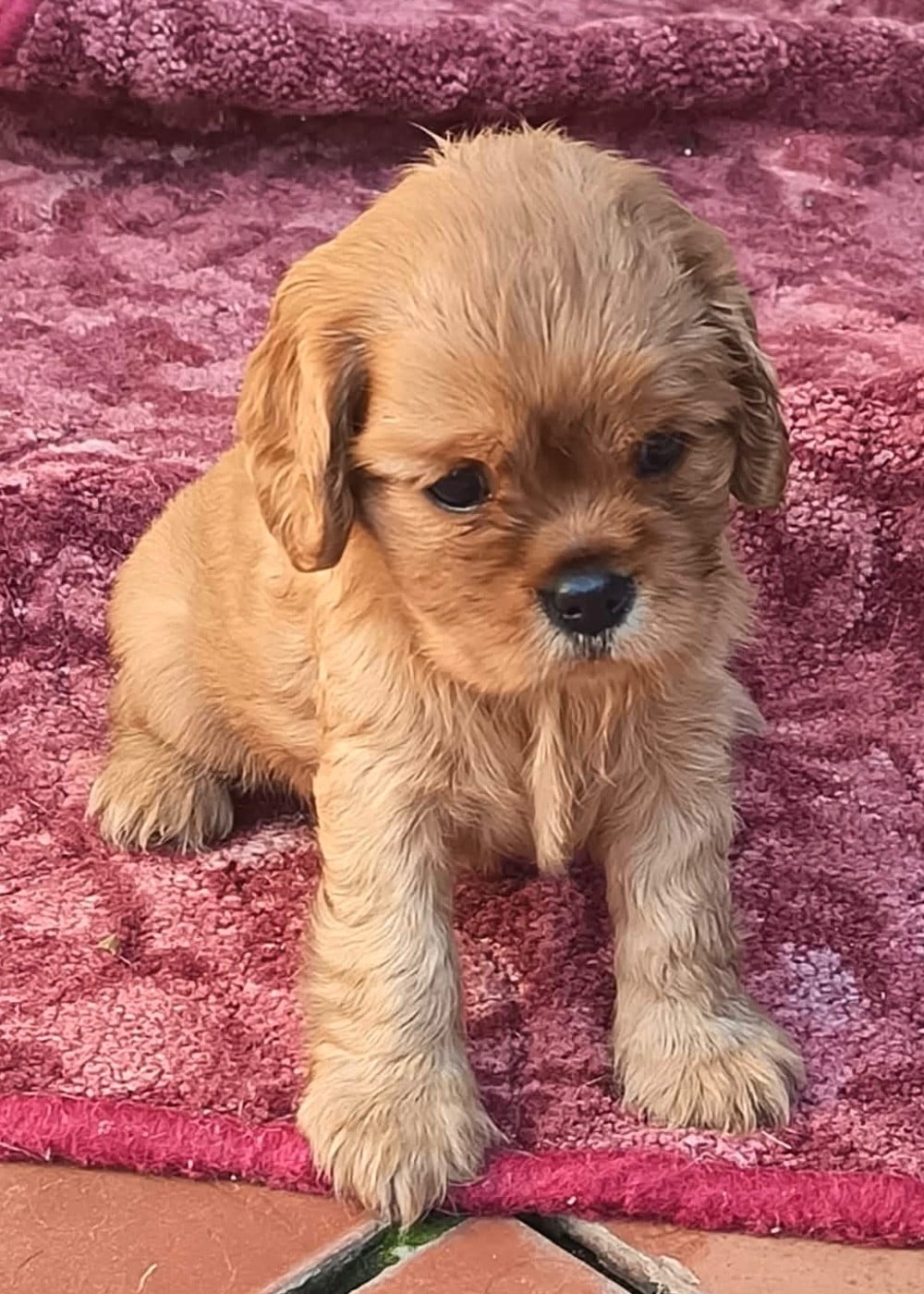 Cavalier King Charles Spaniel - De la source des mayans