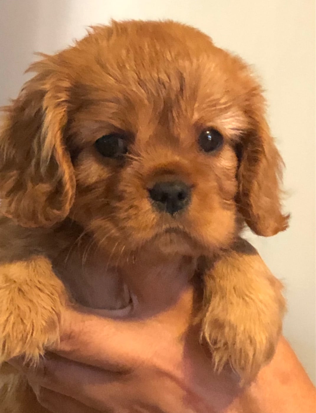 Cavalier King Charles Spaniel - De la source des mayans