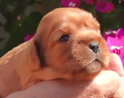 Les chiots de Cavalier King Charles Spaniel