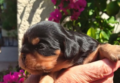 Les chiots de Cavalier King Charles Spaniel