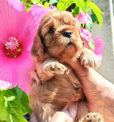 Les chiots de Cavalier King Charles Spaniel