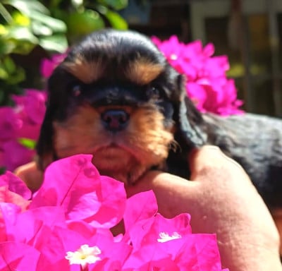 Les chiots de Cavalier King Charles Spaniel