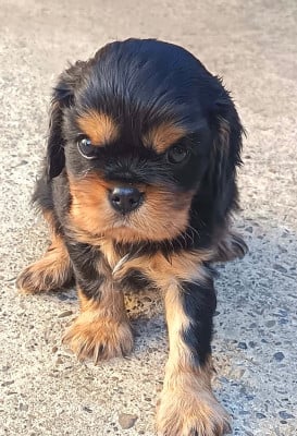 Les chiots de Cavalier King Charles Spaniel