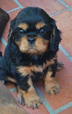 Les chiots de Cavalier King Charles Spaniel