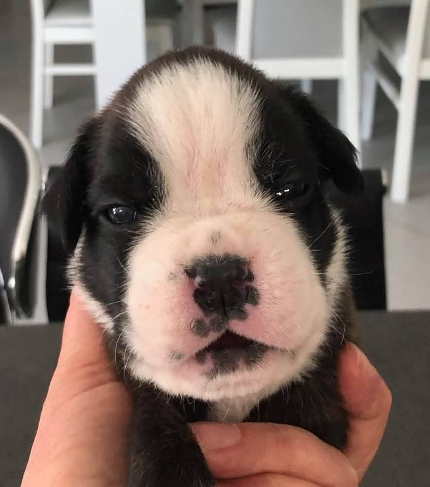 Chiot Boxer, mâle disponible en Provence Alpes Cote D'Azur