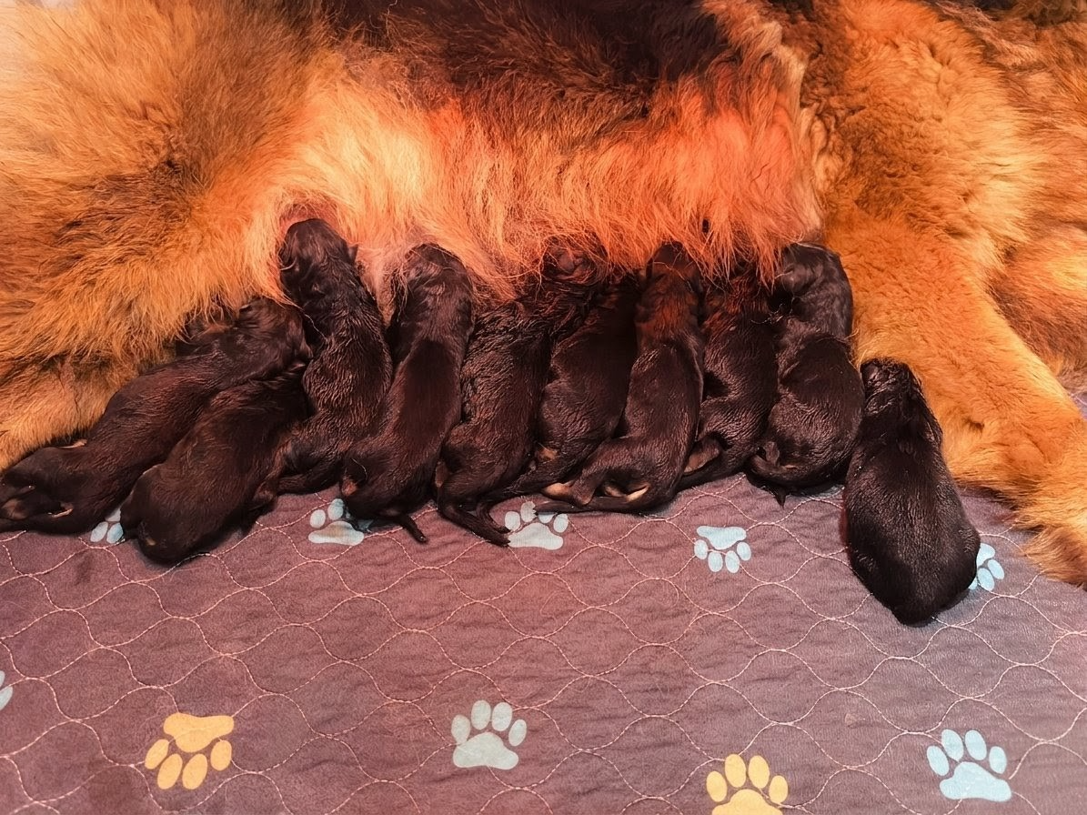 CHIOT 5 - Berger Allemand Poil Long