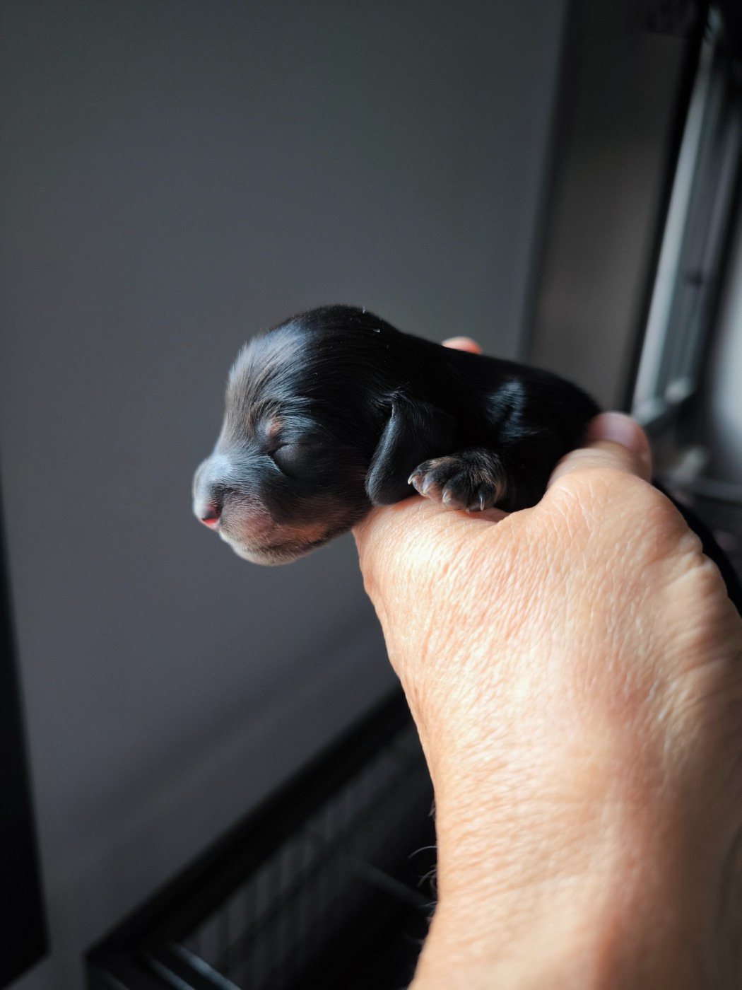 CHIOT 1 - Teckel poil long