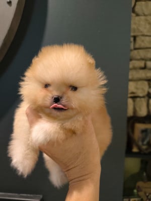 Les chiots de Spitz allemand