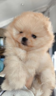 Les chiots de Spitz allemand