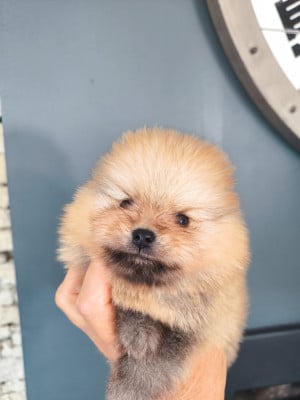 Les chiots de Spitz allemand