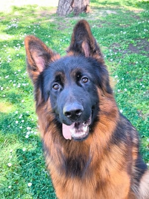 Les chiots de Berger Allemand Poil Long