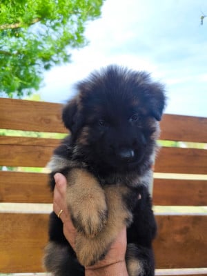 Les chiots de Berger Allemand Poil Long