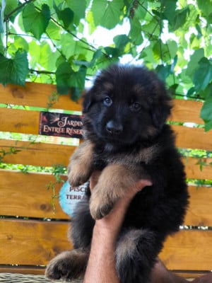 Les chiots de Berger Allemand Poil Long