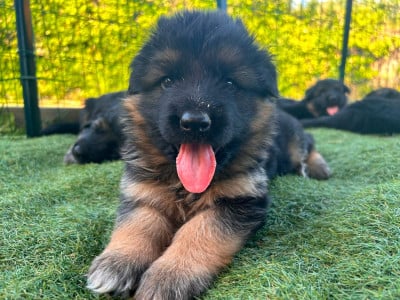 Les chiots de Berger Allemand Poil Long