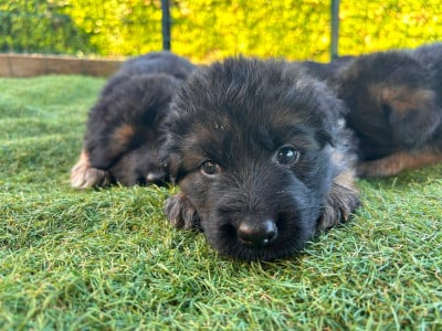 Les chiots de Berger Allemand Poil Long