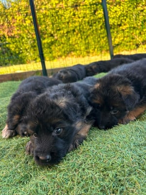 Les chiots de Berger Allemand Poil Long
