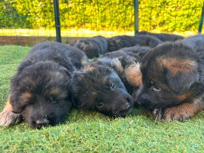 Les chiots de Berger Allemand Poil Long