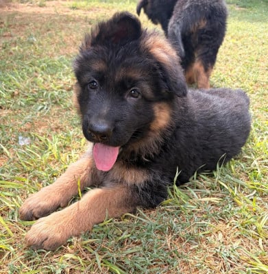 Les chiots de Berger Allemand Poil Long