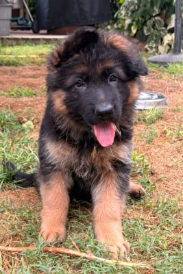 Les chiots de Berger Allemand Poil Long