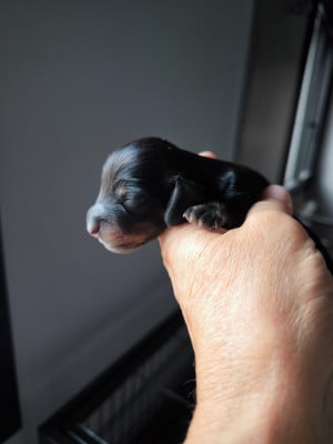 Les chiots de Teckel poil long
