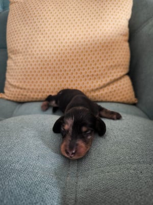 Les chiots de Teckel poil long