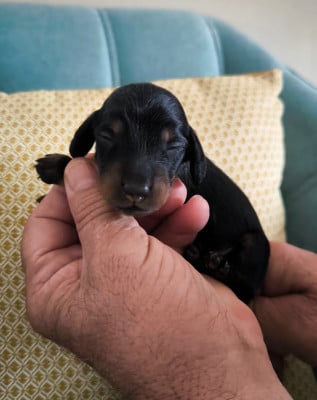 Les chiots de Teckel poil long