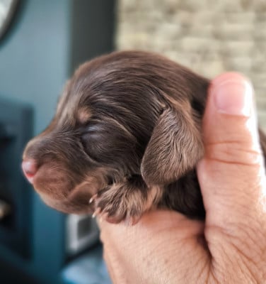 Les chiots de Teckel poil long