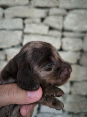 Les chiots de Teckel poil long