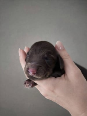 Les chiots de Teckel poil long