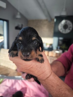 Les chiots de Teckel poil long