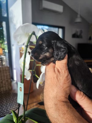Les chiots de Teckel poil long