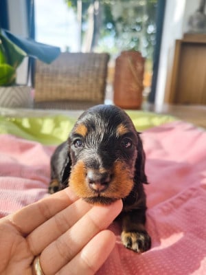 Les chiots de Teckel poil long