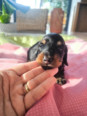 Les chiots de Teckel poil long