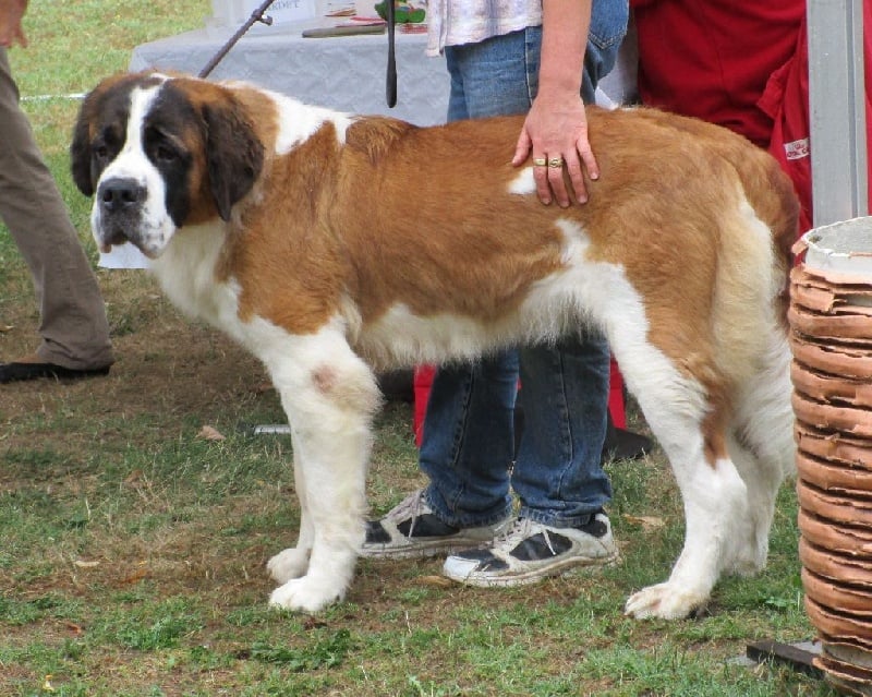 CH. Jody du domaine des Montagnards - 2ème Excellent