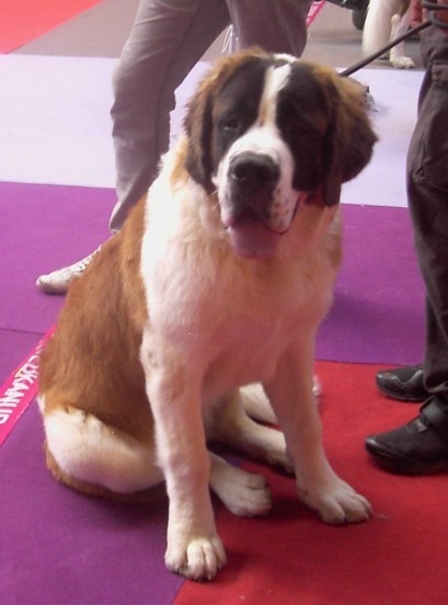 CH. Jody du domaine des Montagnards - 1er Très Prometteur Meilleur Puppy