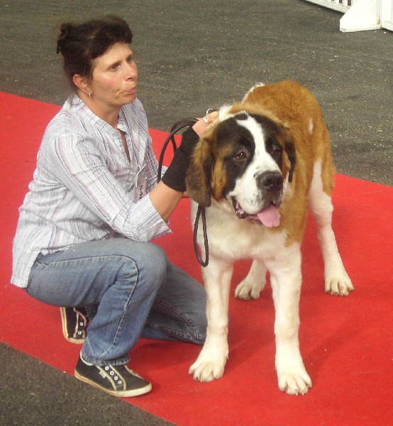 CH. Jody du domaine des Montagnards - 1er Très Prometteur Meilleur Puppy Poil long