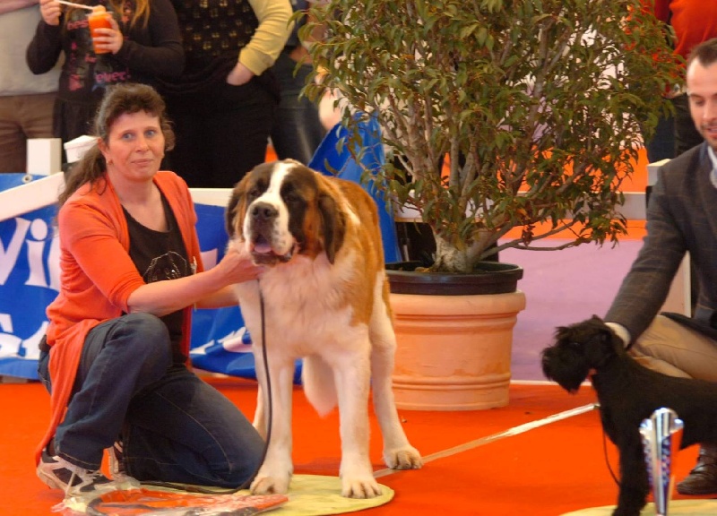 CH. Jody du domaine des Montagnards - 1ère Exc Meilleur Jeune + 2ème Meilleur Jeune Podium Ring d'Honneur