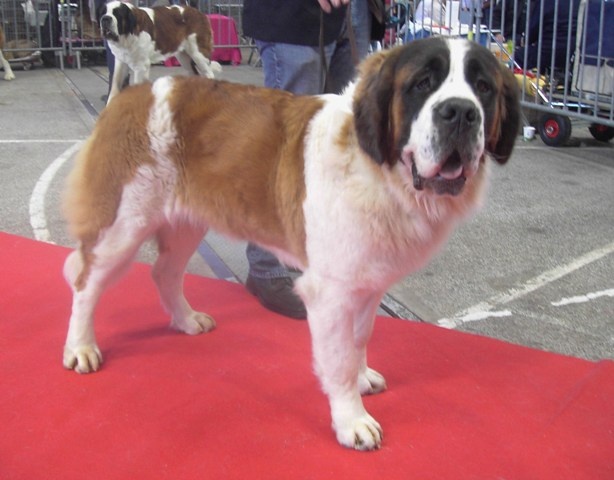 CH. Jody du domaine des Montagnards - 1er Excellent Meilleur Jeune